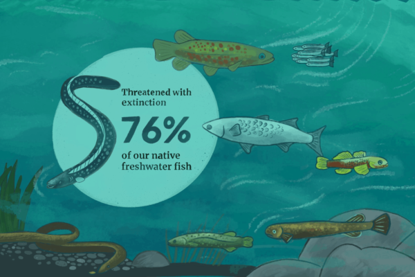Illustration of fish in a river, part of a public engagement campaign by Wonderlab